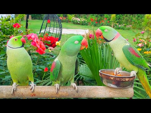 Parrot Talking Natural Sounds