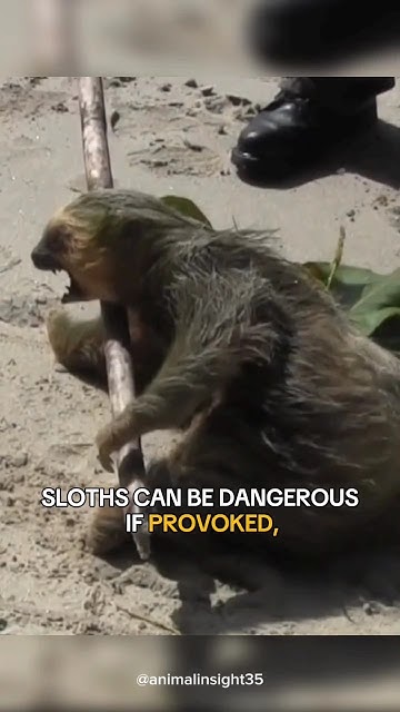 Are Sloth dangerous? - YouTube