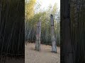 Bamboo Forest And Shooting Spot In Busan 부산 Movie Movies Nature Forest 
