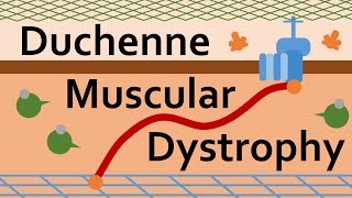 duchenne muscular dystrophy gene