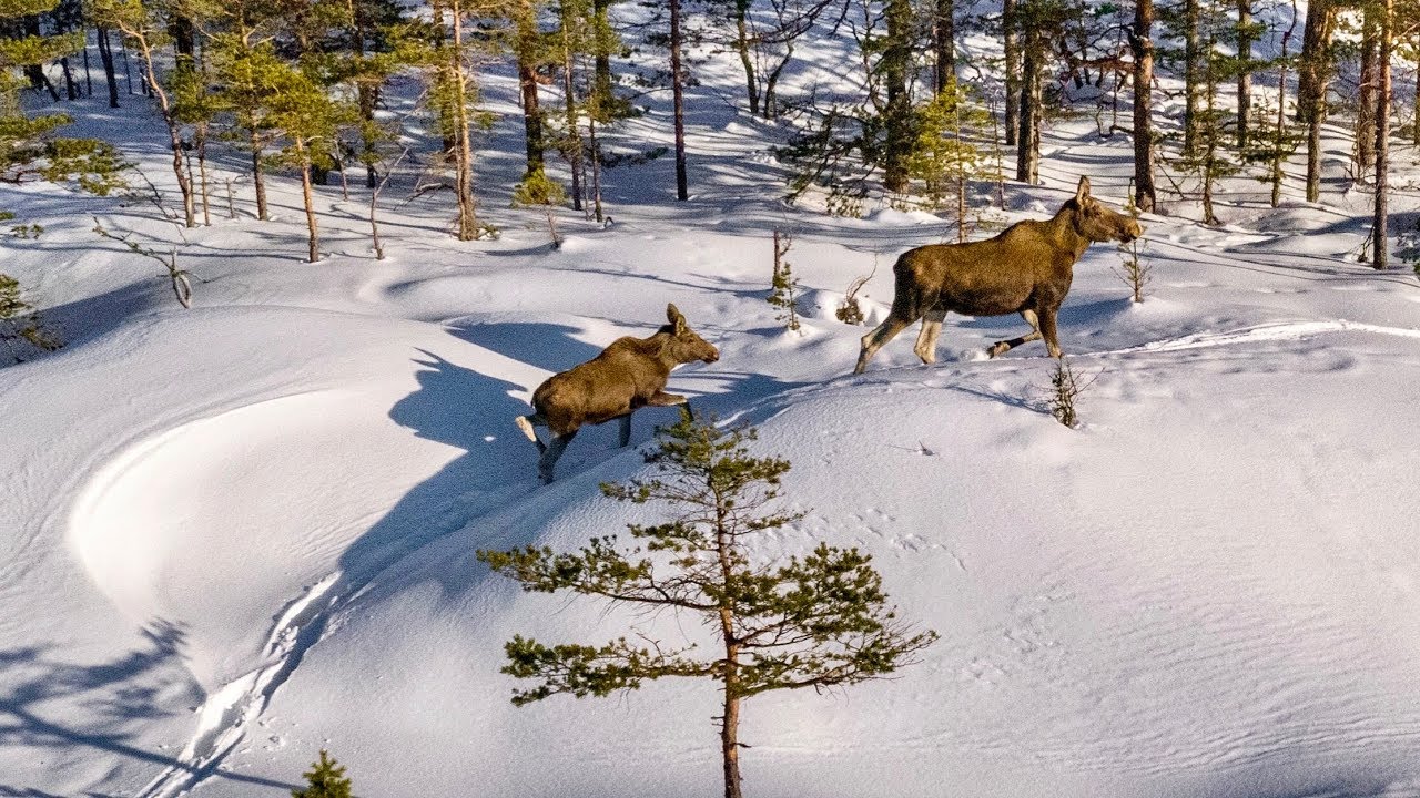 Spectacular drone video of MOOSE in deep snow.