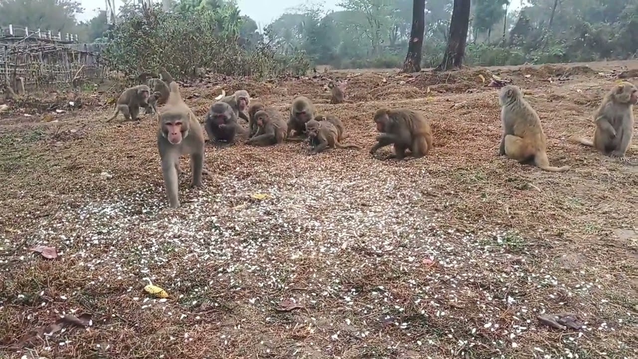রামভক্ত হনুমান বন্দর লাইক শেয়ার কমেন্ট করবেন