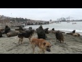 port of san antonio, chile - stray dogs &amp; sea lions share a beach