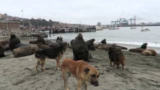 port of san antonio, chile  stray dogs & sea lions share a beach