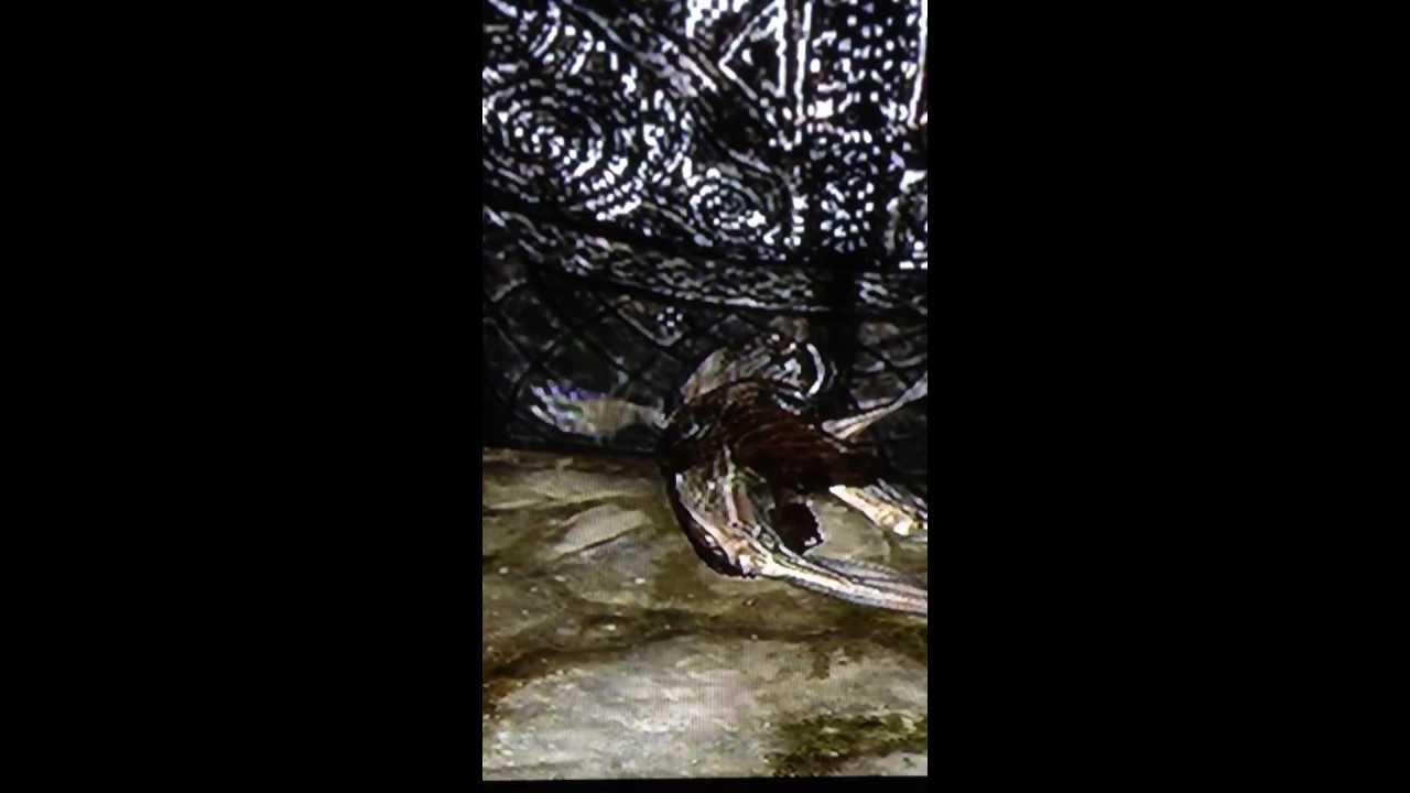 video phone beyonce mp3 Weird Draugr in Skyrim