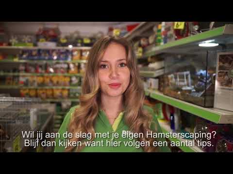 Video: Hoe Om 'n Hamster Nat Te Lei