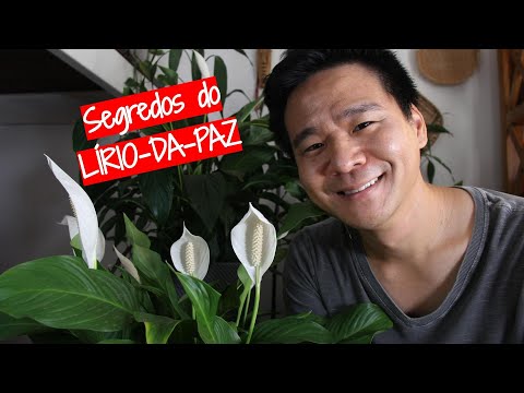 Vídeo: Lirios De La Paz 101