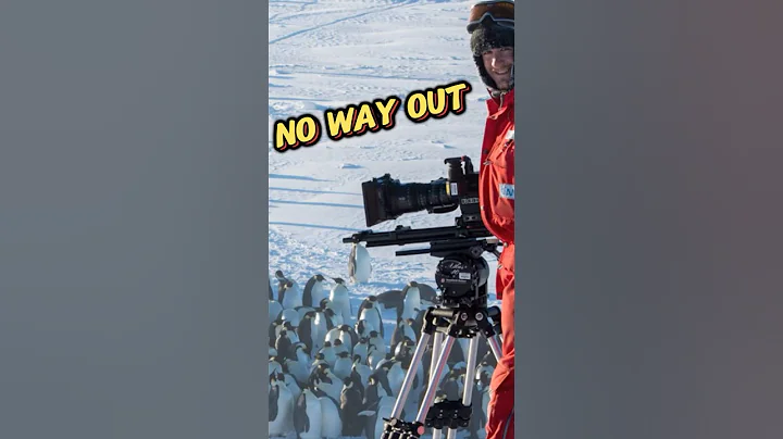 Trapped Penguins Rescued by Film Crew