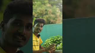 Pennywort Pond Setup