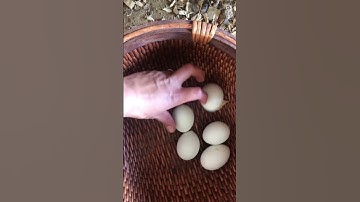 Feeding chickens and nesting box training