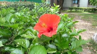 扶桑6月開花1040603