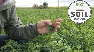 Soil School: Feeding alfalfa for healthy soil and higher yield