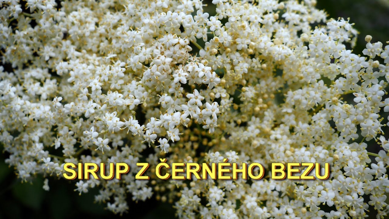 Bezový sirup - výroba a jeho bezpečné skladování