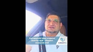 Sumqayıtda ağac maşının üzərinə aşdı - Ekspert müraciət etdi #sumqayit #sumqayit24 #hadisə #ekspert