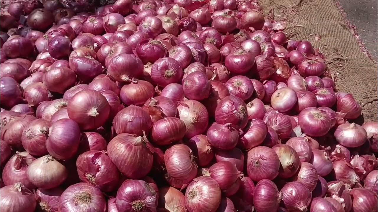 Onion prices at apmc yard Bangalore YESWANTHPUR YouTube