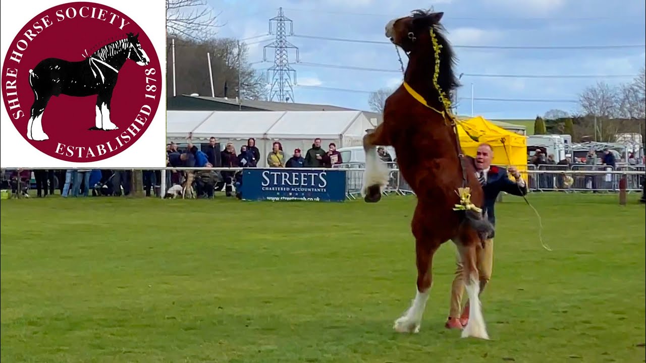 SHIRE HORSE BABIES National Shire Horse Show In ENGLAND Episode 3 shire-horse-babies-national-shire-horse-show-in-england-episode-3