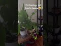 Wishing you joy and happiness. 🪴🌱❤️