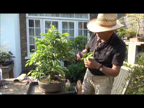 ¿Cómo cultivar y cuidar bonsáis?