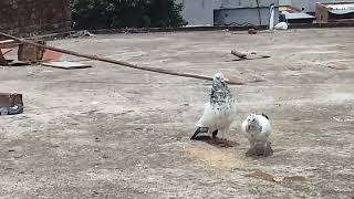 pigeon attitude 👿 ho