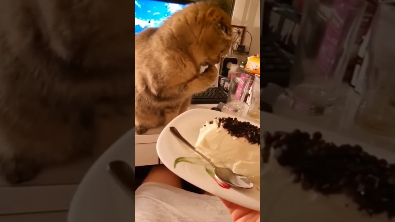 The Fluffy Cats | Fluffy cat eating cake | Funny cat videos 2022