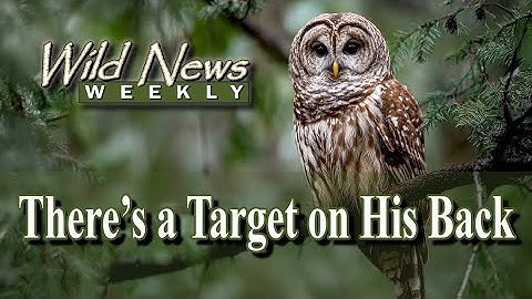 The Controversial Plan to Save Spotted Owls: Is Killing Barred Owls the Answer?