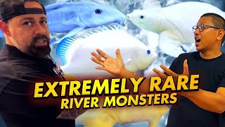EXTREMELY RARE MONSTER FISH IN THE WORLD  @PredatoryFins