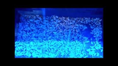 garlic cloves sorter video