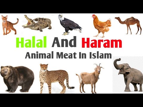 List of animals hala & haram in Islam | part #1 | - YouTube