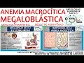 ANEMIA MEGALOBLÁSTICA FISIOPATOLOGÍA | GuiaMed