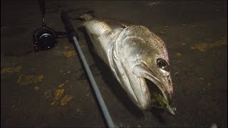 Big Jew Fish VS 4lb Line!