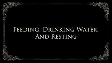 Grimmwood Tutorial 04 – Feeding, Drinking Water And Resting