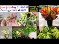 जून जुलाई यह पौधों की Cuttings रफ्तार से बढ़ेगी || Best Permanent Plants ||Summer Flowers#IndoorPlant