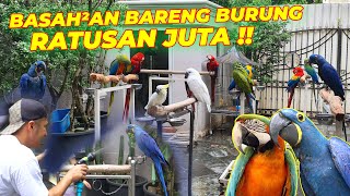 #EPS03 BURUNG JUSTIANA HALIM | BURUNG SULTAN PASTI PERAWATANNYA JUGA SULTAN