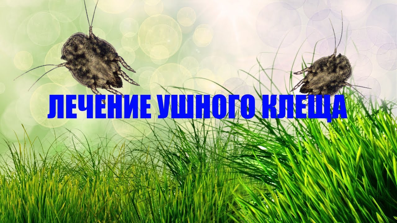 ЛЕЧЕНИЕ ОТОДЕКТОЗА (УШНОГО КЛЕЩА) - YouTube