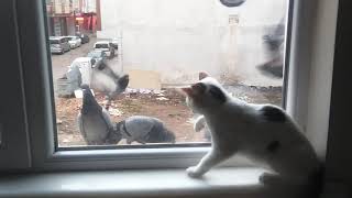 Yusufumun Cam Perdeyle İmti̇hani 3