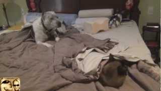 Good Morning Sleeps With Rabbit, Cat And Dog Pit Bull Sharky