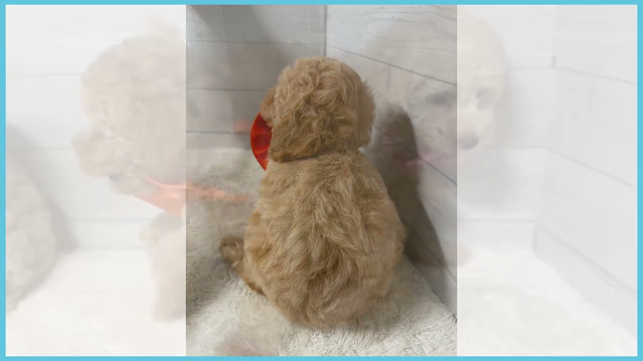 トイ・プードルの子犬（メス♀） 高知御座店｜ペットショップCoo＆RIKU