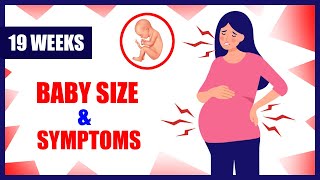 19 Weeks Pregnant Baby Size and Symptoms - Baby Moving in Womb