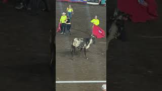 Women Tossed By Charging Bulls In Wild Costa Rican Bullring