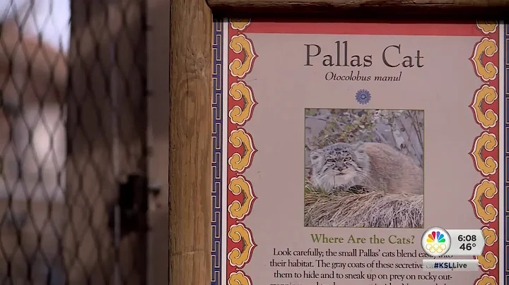 Workers at Hogle Zoo continue search for missing Pallas Cat