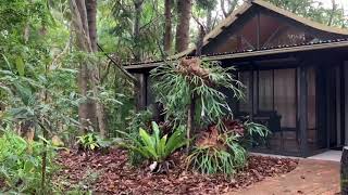 Rainforest Thunderstorm Sounds on a Tin Roof | Rolling Thunder & Rain Sounds for Relaxing & Sleep