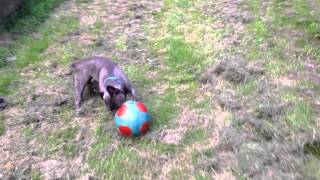 Dubarrybulls Monsoon French Bulldog Playing Football