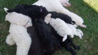 SOLD Beans & Bobs Litter 5 Weeks - Standard Poodle Puppy For Sale by Springer Clan Standard Poodles 221 views 11 years ago 1 minute, 47 seconds