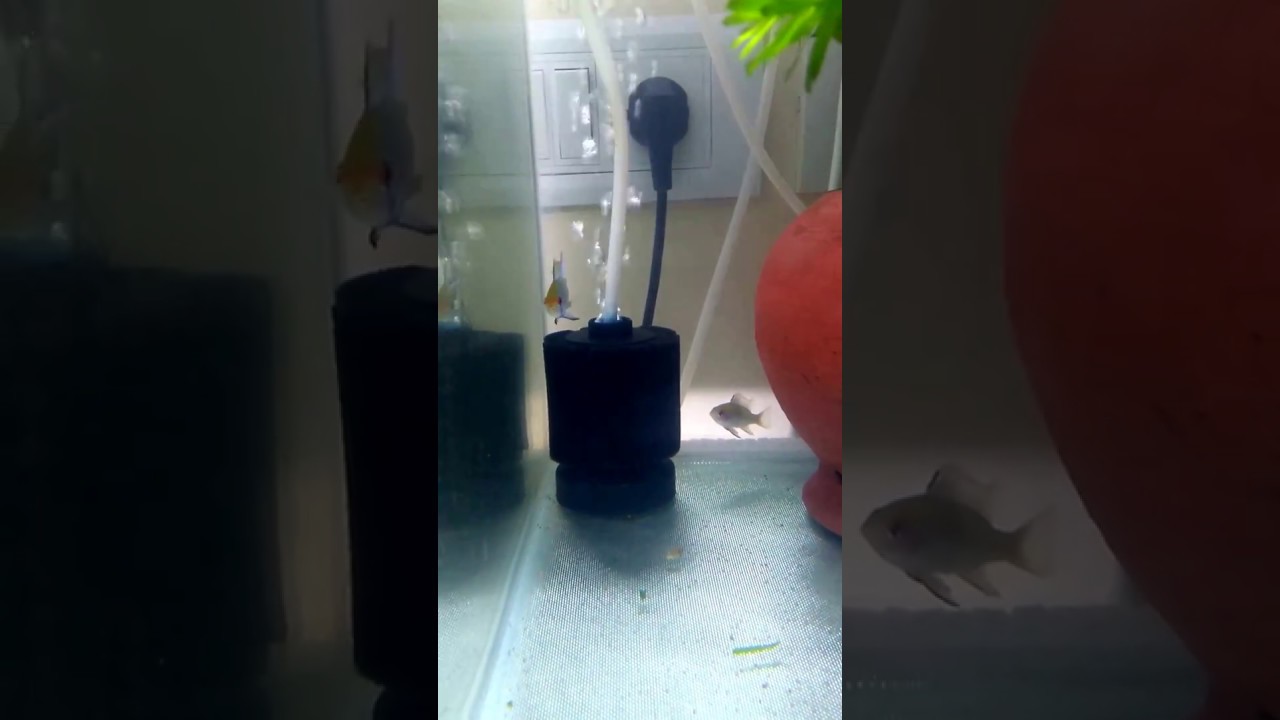 aquarium plants Electric blue Ram fish update