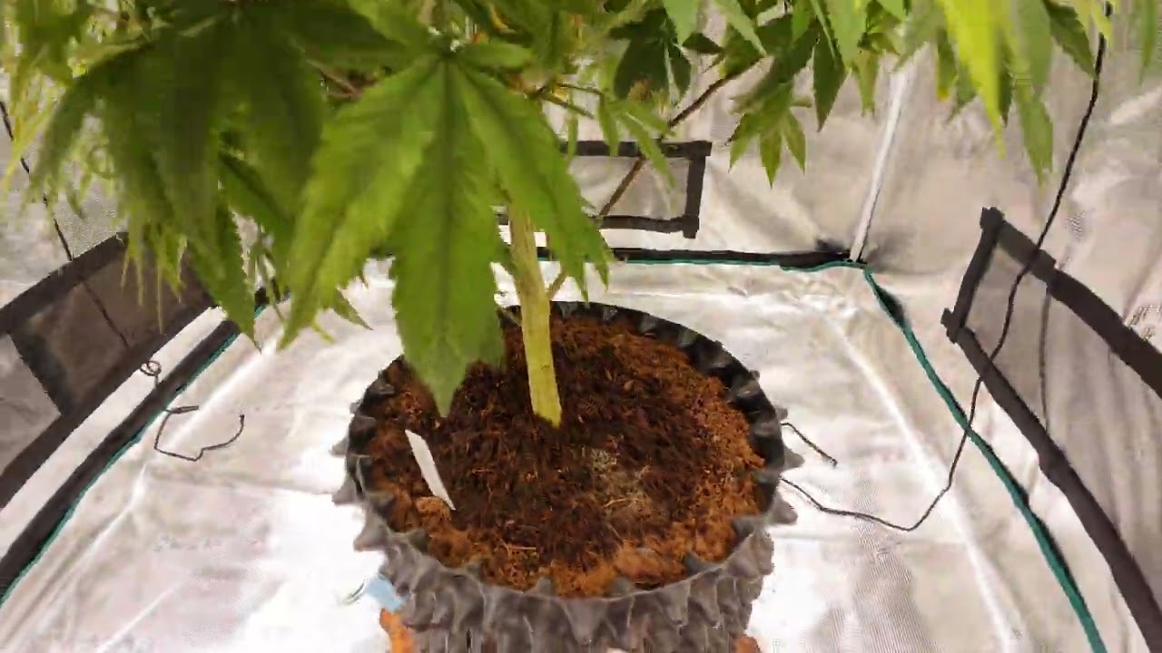 1 plant in a 4x4 grow tent with Mars Hydro LED Grow light