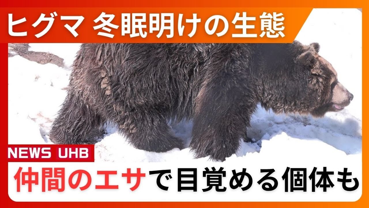 Scratch, scratch, scratch! Bear knocking on the door] The behavior