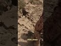 ياونتي ونات المنصاب في المحجا