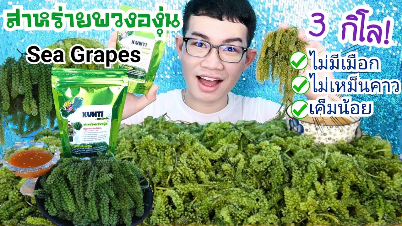 กินสาหร่ายพวงองุ่น 3 กิโล! ขันติสาหร่ายพวงองุ่น กินยังไง ซื้อที่ไหน #Mukbang #ASMR SEA GRAPES:ขันติ