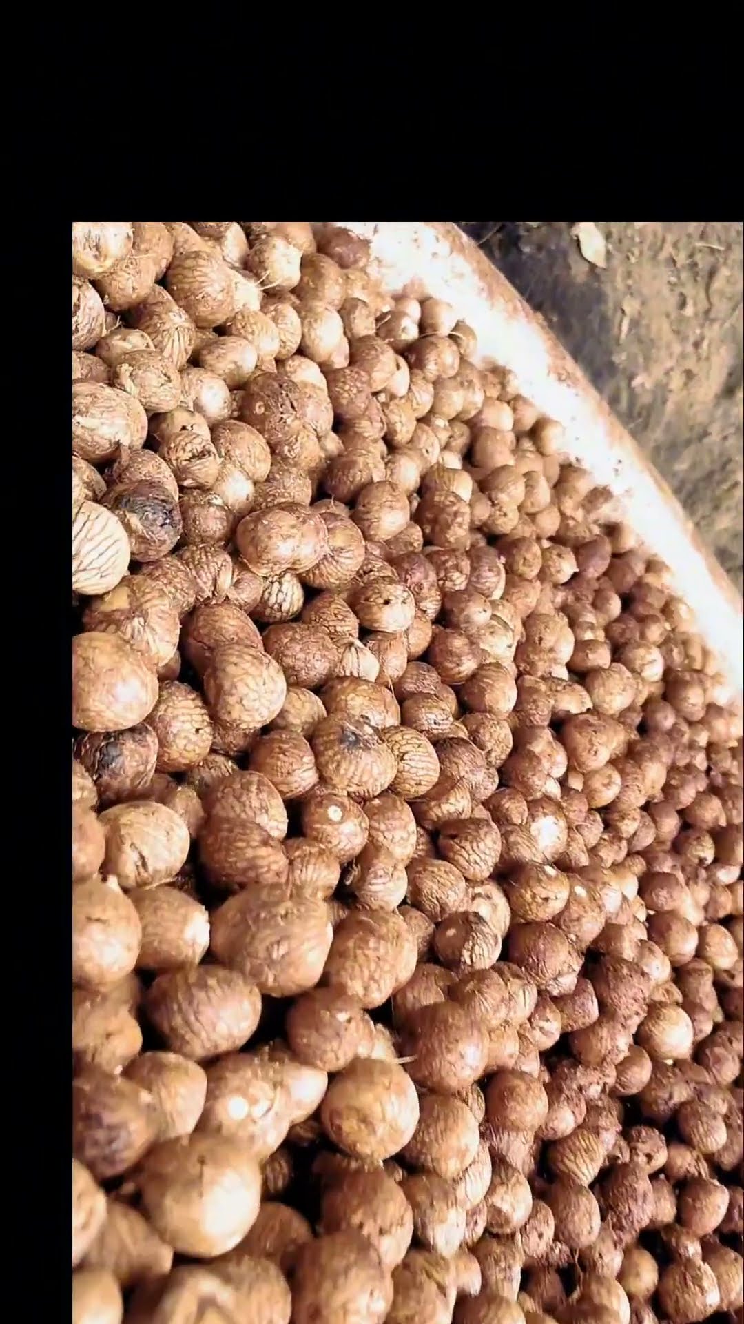 Areca Nut Betal Nut Boiling nature naturelovers natureskid shimoga areca-nut-betal-nut-boiling-nature-naturelovers-natureskid-shimoga