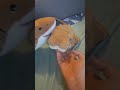 i have two fish